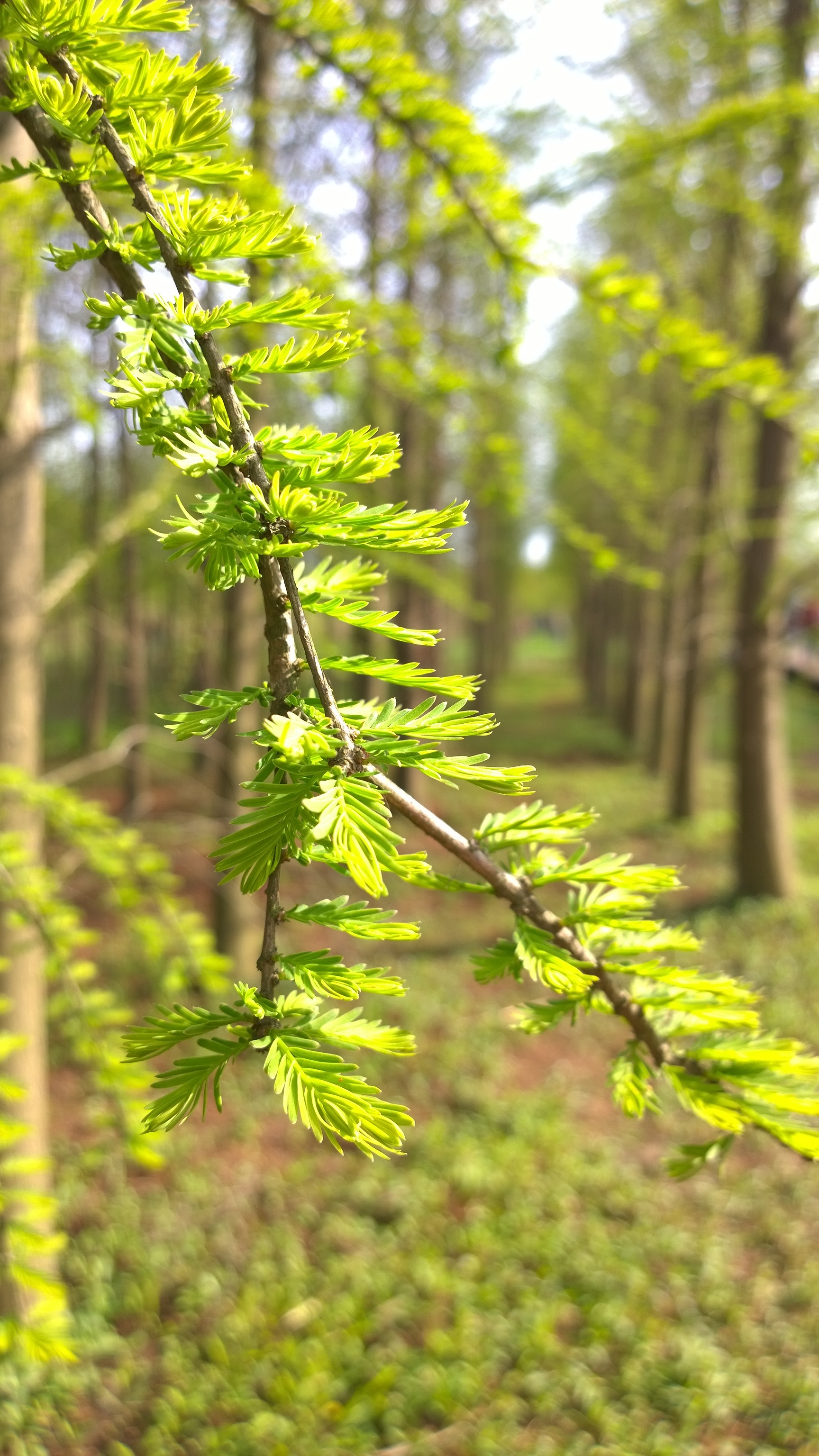 12 - Branche.jpg